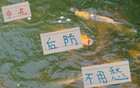 陳晉一左路領(lǐng)跑，金蔣朱申花后防無憂。