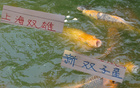 上海德比后，海港雙子星與申花雙子星能否征戰(zhàn)東亞杯？