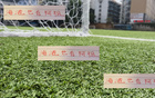 收手阿祖，亞歷斯祖海港能否成陳晉一？