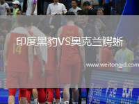 印度黑豹VS奧克蘭鱷蜥
